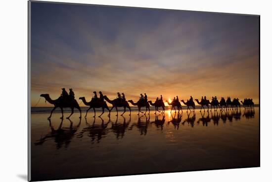 Camel Safari Famous Camel Safari on Broom's Cable-null-Mounted Photographic Print