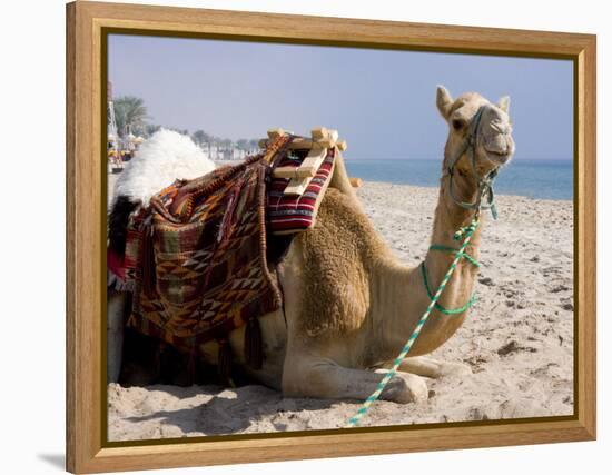 Camel, Sealine Beach Resort, Qatar, Middle East-Charles Bowman-Framed Premier Image Canvas