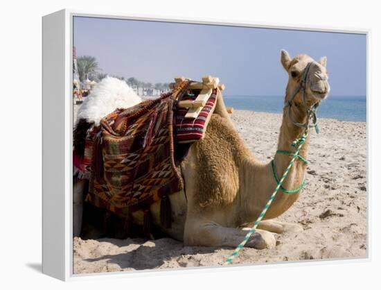 Camel, Sealine Beach Resort, Qatar, Middle East-Charles Bowman-Framed Premier Image Canvas