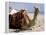 Camel, Sealine Beach Resort, Qatar, Middle East-Charles Bowman-Framed Premier Image Canvas