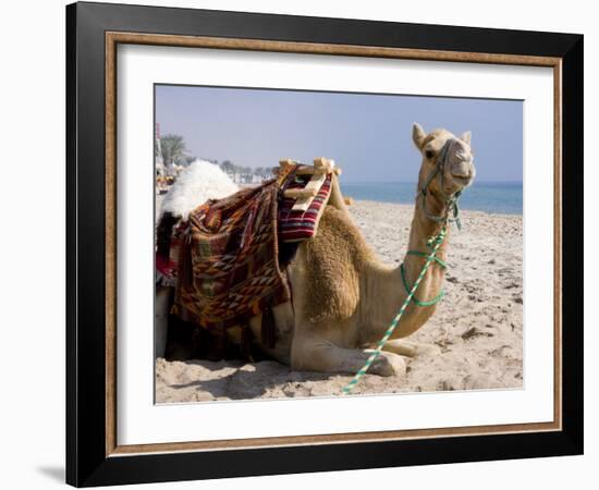 Camel, Sealine Beach Resort, Qatar, Middle East-Charles Bowman-Framed Photographic Print