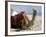 Camel, Sealine Beach Resort, Qatar, Middle East-Charles Bowman-Framed Photographic Print