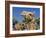 Camel, Sealine Beach Resort, Qatar, Middle East-Charles Bowman-Framed Photographic Print