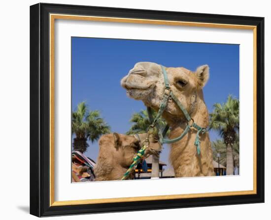 Camel, Sealine Beach Resort, Qatar, Middle East-Charles Bowman-Framed Photographic Print