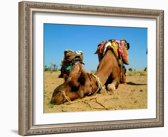 Camel Sleeping during a Desert Safari Pause-paul prescott-Framed Photographic Print