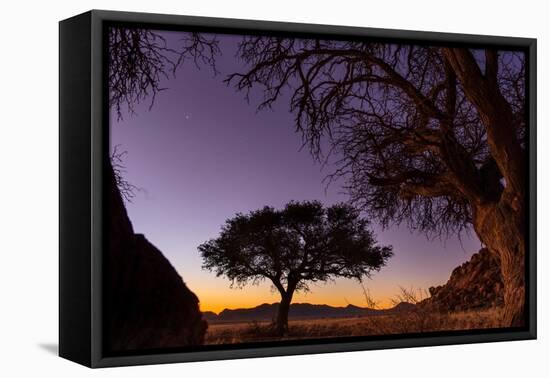 Camel thorn tree silhouetted at sunset in the desert, Namibia-Emanuele Biggi-Framed Premier Image Canvas