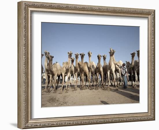 Camel Traders at the Early Morning Livestock Market in Hargeisa, Somaliland, Somalia, Africa-Mcconnell Andrew-Framed Photographic Print