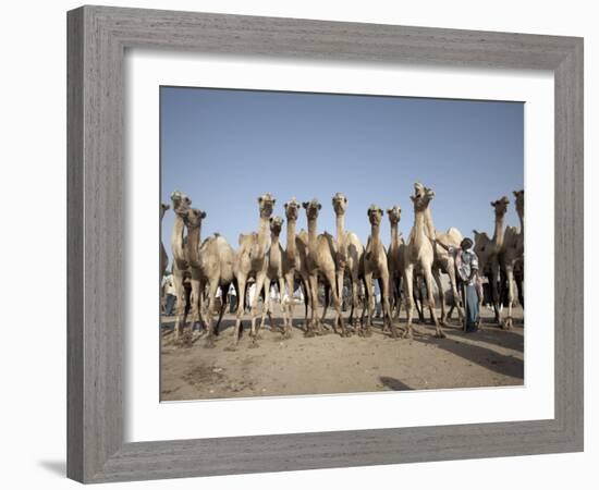 Camel Traders at the Early Morning Livestock Market in Hargeisa, Somaliland, Somalia, Africa-Mcconnell Andrew-Framed Photographic Print