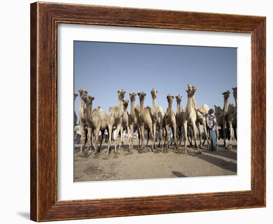 Camel Traders at the Early Morning Livestock Market in Hargeisa, Somaliland, Somalia, Africa-Mcconnell Andrew-Framed Photographic Print