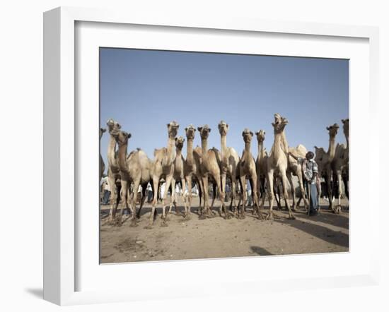 Camel Traders at the Early Morning Livestock Market in Hargeisa, Somaliland, Somalia, Africa-Mcconnell Andrew-Framed Photographic Print