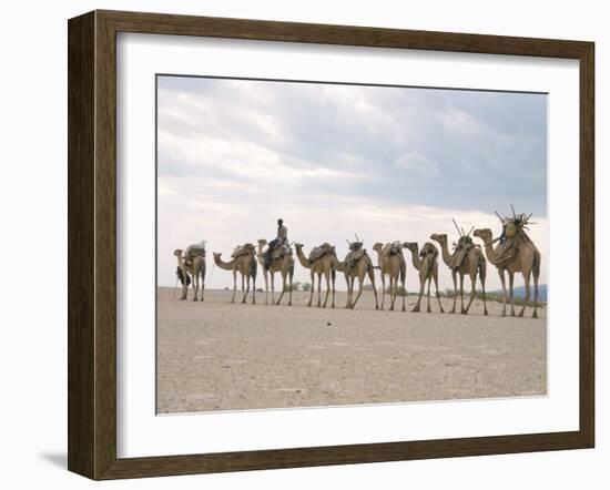 Camel Train Led by Afar Nomad in Very Hot and Dry Desert, Danakil Depression, Ethiopia, Africa-Tony Waltham-Framed Photographic Print