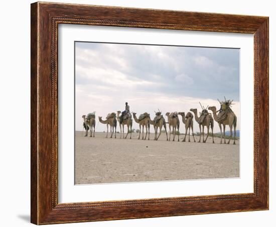 Camel Train Led by Afar Nomad in Very Hot and Dry Desert, Danakil Depression, Ethiopia, Africa-Tony Waltham-Framed Photographic Print