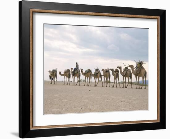 Camel Train Led by Afar Nomad in Very Hot and Dry Desert, Danakil Depression, Ethiopia, Africa-Tony Waltham-Framed Photographic Print