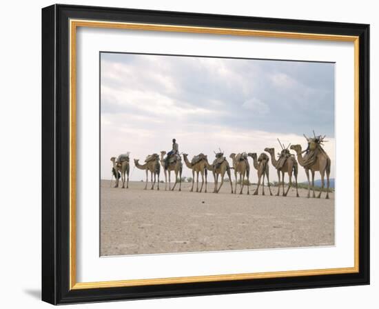 Camel Train Led by Afar Nomad in Very Hot and Dry Desert, Danakil Depression, Ethiopia, Africa-Tony Waltham-Framed Photographic Print