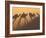 Camel Train Shadows, Erg Chebbi, Sahara Desert, Morocco-Peter Adams-Framed Photographic Print