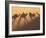 Camel Train Shadows, Erg Chebbi, Sahara Desert, Morocco-Peter Adams-Framed Photographic Print