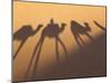 Camel Train Shadows, Erg Chebbi, Sahara Desert, Morocco-Peter Adams-Mounted Photographic Print