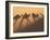 Camel Train Shadows, Erg Chebbi, Sahara Desert, Morocco-Peter Adams-Framed Photographic Print