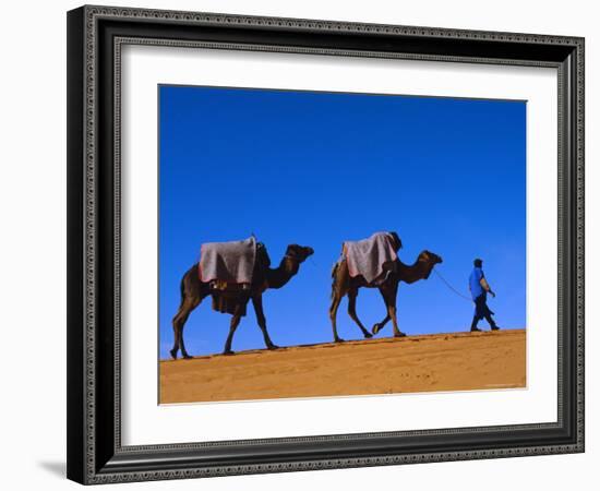 Camel Train Through Desert, Morocco, North Africa-Bruno Morandi-Framed Photographic Print