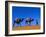 Camel Train Through Desert, Morocco, North Africa-Bruno Morandi-Framed Photographic Print