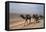 Camel Train Travelling on a Road Alongside the Euphrates Near Nasiriya, Iraq, 1977-Vivienne Sharp-Framed Premier Image Canvas