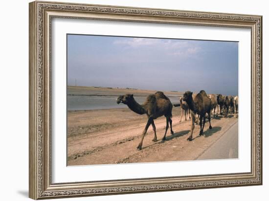 Camel Train Travelling on a Road Alongside the Euphrates Near Nasiriya, Iraq, 1977-Vivienne Sharp-Framed Photographic Print