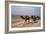 Camel Train Travelling on a Road Alongside the Euphrates Near Nasiriya, Iraq, 1977-Vivienne Sharp-Framed Photographic Print