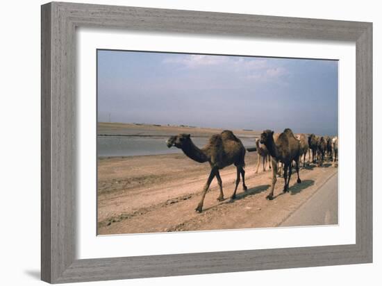 Camel Train Travelling on a Road Alongside the Euphrates Near Nasiriya, Iraq, 1977-Vivienne Sharp-Framed Photographic Print