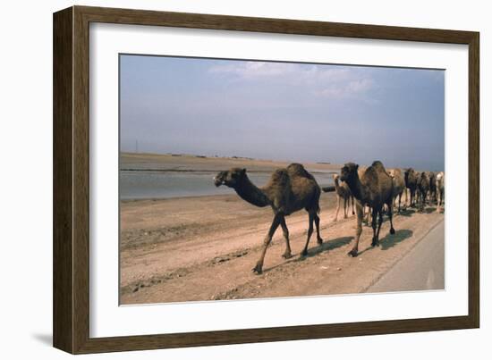 Camel Train Travelling on a Road Alongside the Euphrates Near Nasiriya, Iraq, 1977-Vivienne Sharp-Framed Photographic Print