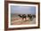 Camel Train Travelling on a Road Alongside the Euphrates Near Nasiriya, Iraq, 1977-Vivienne Sharp-Framed Photographic Print