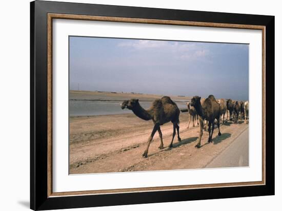 Camel Train Travelling on a Road Alongside the Euphrates Near Nasiriya, Iraq, 1977-Vivienne Sharp-Framed Photographic Print