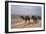 Camel Train Travelling on a Road Alongside the Euphrates Near Nasiriya, Iraq, 1977-Vivienne Sharp-Framed Photographic Print