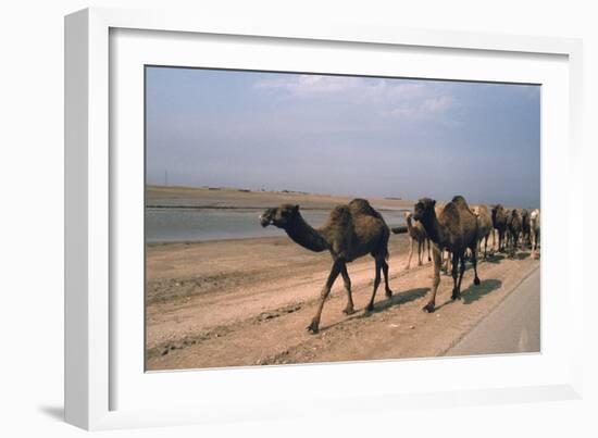 Camel Train Travelling on a Road Alongside the Euphrates Near Nasiriya, Iraq, 1977-Vivienne Sharp-Framed Photographic Print