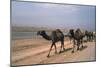 Camel Train Travelling on a Road Alongside the Euphrates Near Nasiriya, Iraq, 1977-Vivienne Sharp-Mounted Photographic Print