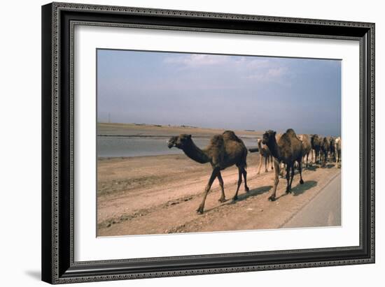 Camel Train Travelling on a Road Alongside the Euphrates Near Nasiriya, Iraq, 1977-Vivienne Sharp-Framed Photographic Print