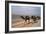 Camel Train Travelling on a Road Alongside the Euphrates Near Nasiriya, Iraq, 1977-Vivienne Sharp-Framed Photographic Print