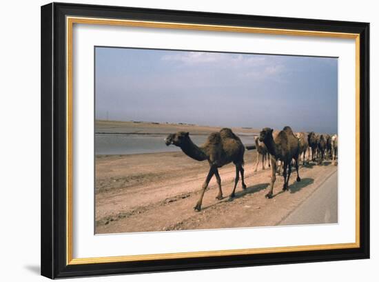 Camel Train Travelling on a Road Alongside the Euphrates Near Nasiriya, Iraq, 1977-Vivienne Sharp-Framed Photographic Print