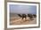 Camel Train Travelling on a Road Alongside the Euphrates Near Nasiriya, Iraq, 1977-Vivienne Sharp-Framed Photographic Print