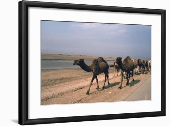 Camel Train Travelling on a Road Alongside the Euphrates Near Nasiriya, Iraq, 1977-Vivienne Sharp-Framed Photographic Print