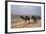 Camel Train Travelling on a Road Alongside the Euphrates Near Nasiriya, Iraq, 1977-Vivienne Sharp-Framed Photographic Print