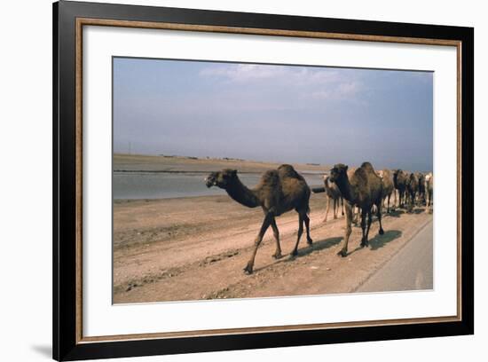 Camel Train Travelling on a Road Alongside the Euphrates Near Nasiriya, Iraq, 1977-Vivienne Sharp-Framed Photographic Print