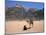 Camel, Wadi Rum, Jordan, Middle East-Michael Short-Mounted Photographic Print