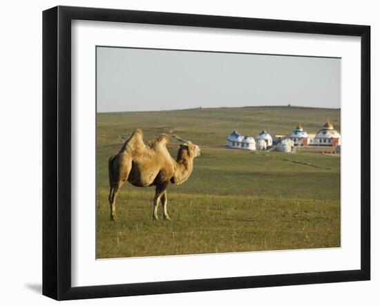 Camel with Nomad Yurt Tents in the Distance, Xilamuren Grasslands, Inner Mongolia Province, China-Kober Christian-Framed Photographic Print