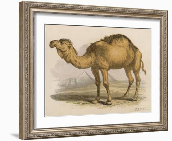 Camel with the Pyramids and Sphinx in the Background-Brittan-Framed Art Print