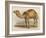 Camel with the Pyramids and Sphinx in the Background-Brittan-Framed Art Print