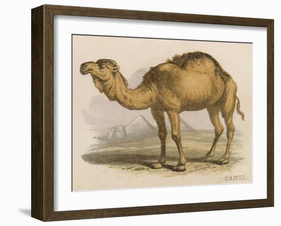 Camel with the Pyramids and Sphinx in the Background-Brittan-Framed Art Print