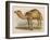 Camel with the Pyramids and Sphinx in the Background-Brittan-Framed Art Print