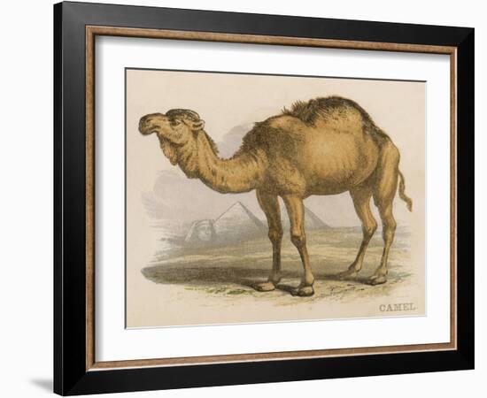 Camel with the Pyramids and Sphinx in the Background-Brittan-Framed Art Print