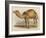 Camel with the Pyramids and Sphinx in the Background-Brittan-Framed Art Print