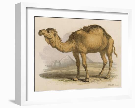 Camel with the Pyramids and Sphinx in the Background-Brittan-Framed Art Print